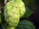 Hopfen